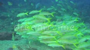 加拉帕戈斯群岛海域背景水下景观鱼学。